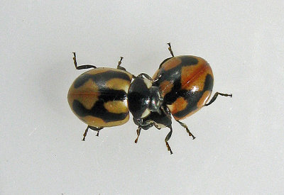 Coccinella hieroglyphica - Hieroglyfnyckelpiga .jpg