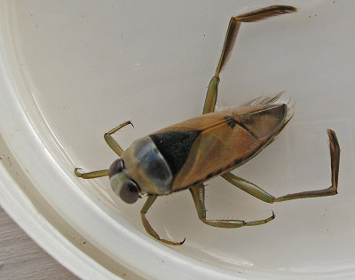 Aquatic invertibrates