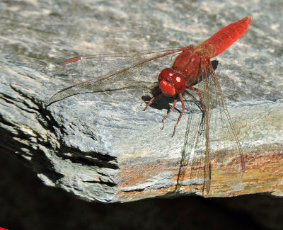 Insects of Gran Canaria