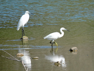 Little Egret - Silkeshger.jpg