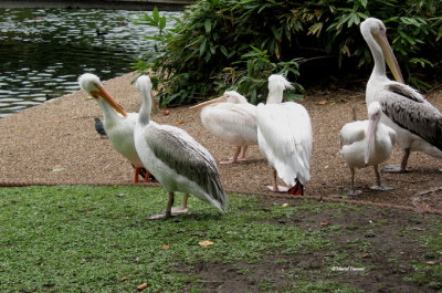 Plicans blancs, Londres sept. 2013 281P.jpg