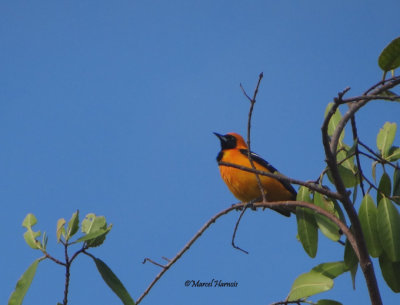 Oriole masqu Tulum Mexique fv. 2014 163P.jpg