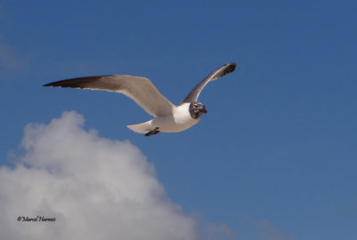 Mouette atricille Tulum Mexique fv. 2014 133P.jpg