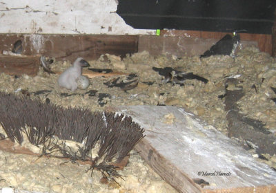 Urubu  tte rouge nidification Lanaudire 14 juin 2011 003P.jpg
