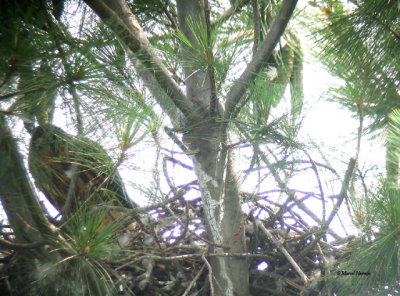 Faucon merillon, nid, Joliette 19 juill. 2014 017P.jpg