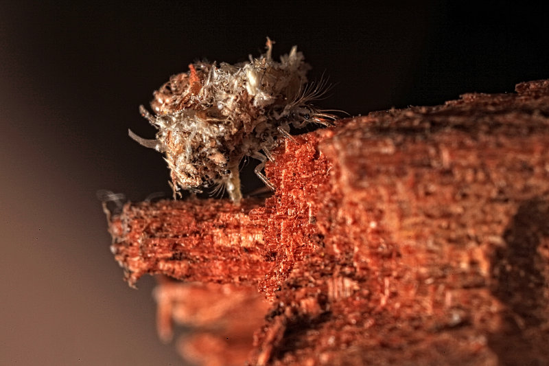 Lacewing Larvae_Trashbug_5538r.jpg