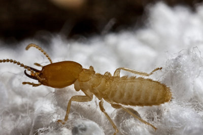 Formosan Termite Soldier8495r.jpg
