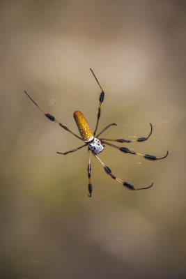 Golden Silk Spider 3405r.jpg