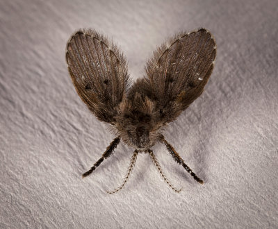 Drain Fly_5862r.jpg