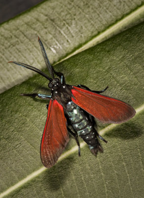 Spotted Oleander Moth_6549r.jpg