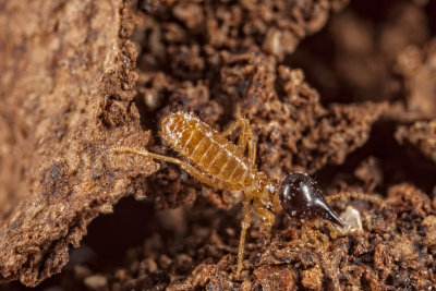 Conehead termites_Nasutitermes corniger__6871ar.jpg