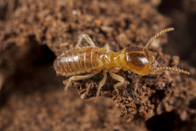 Conehead termites_Nasutitermes corniger__6885ar.jpg