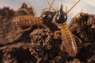 Conehead termites_Nasutitermes corniger__69574ar.jpg