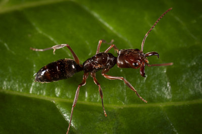 Trap Jaw Ant IMG_8241 ar.jpg