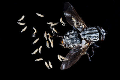 Flesh Fly_7975r.jpg