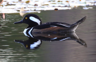 Hooded Merganser