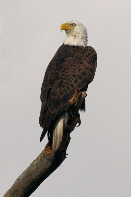 Dick Prichert Eagles