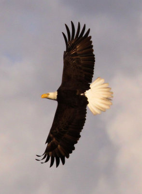 Dick Prichert Eagles