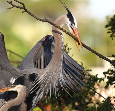Great Blue Heron