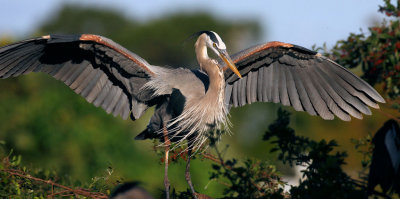 Great Blue Heron
