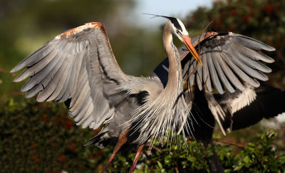 Great Blue Heron