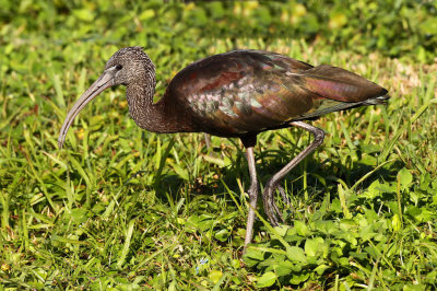 Glossy Ibis - Winter Adult