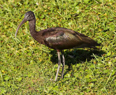 Glossy Ibis - Winter Adult