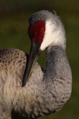 Sandhill Crane