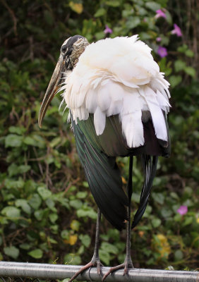 Wood Stork