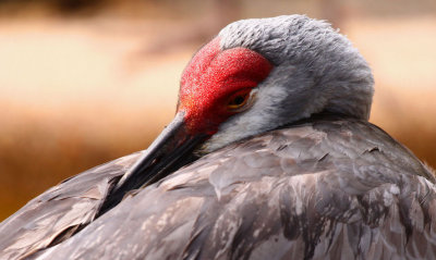 Sandhill Crane