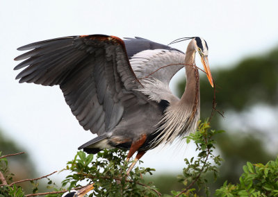 Great Blue Heron