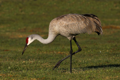 Sandhill Crane