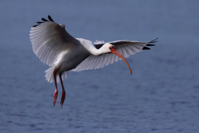 White Ibis Landing