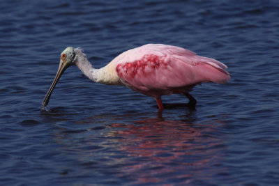 Roseate Spoonbill