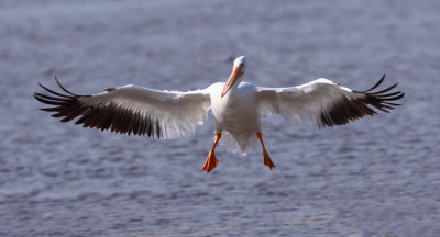 White Pelican Landing