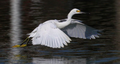 Snowy Egret - Skimming & Fishing