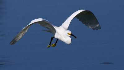 Snowy Egret 