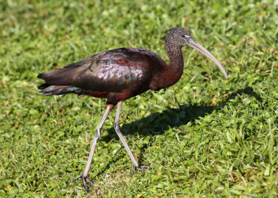 Glossy Ibis - Winter Adult