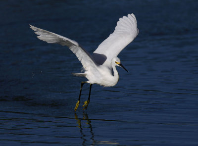 Snowy Egret - Skimming & Fishing