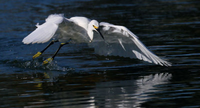 Snowy Egret - Skimming & Fishing