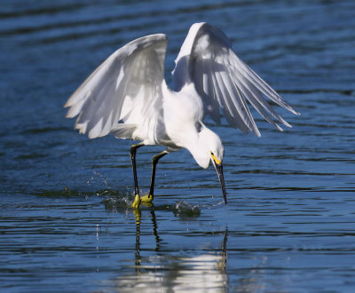 Snowy Egret - Skimming & Fishing
