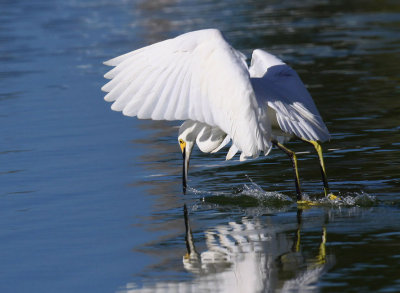 Snowy Egret - Skimming & Fishing