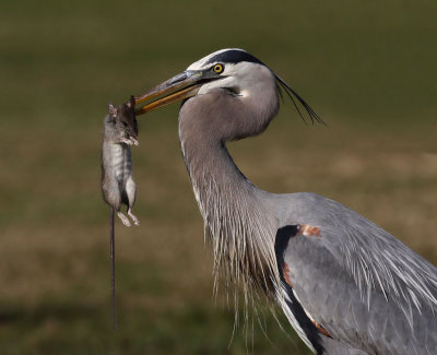 Great Blue Heron - Catching Mouse