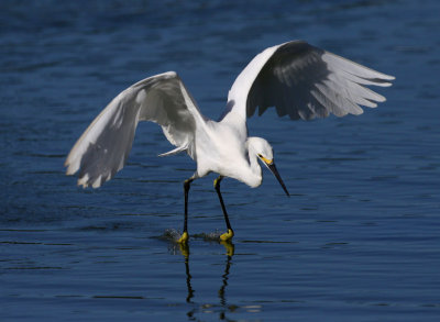 Snowy Egret - Skimming & Fishing