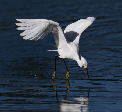 Snowy Egret - Skimming & Fishing