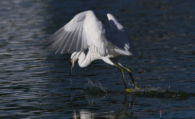 Snowy Egret - Skimming & Fishing