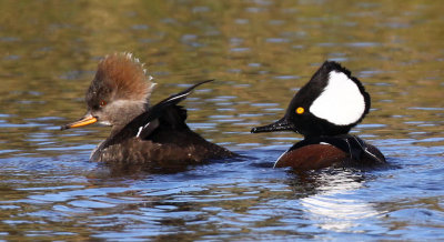 Hooded Merganser - Male & Female
