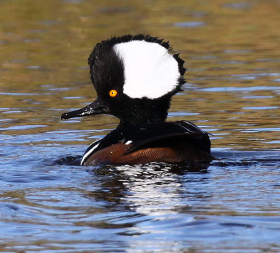Hooded Merganser