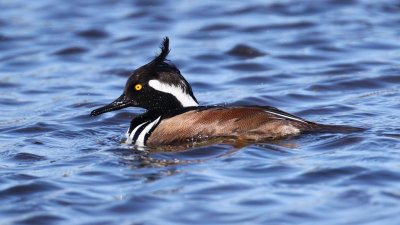 Hooded Merganser