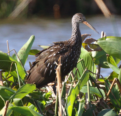 Limpkin